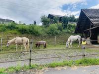 Selbstversorgerstall in Honau LU hat einen Platz für älteres Pferd