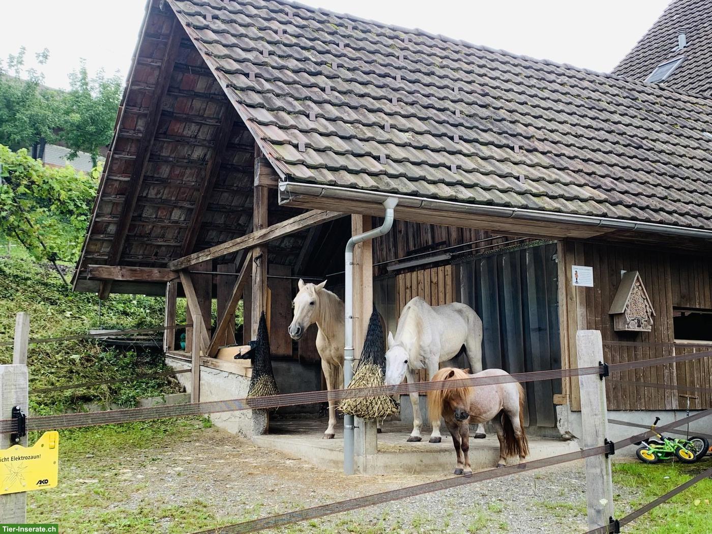 Bild 2: Selbstversorgerstall in Honau LU hat einen Platz für älteres Pferd