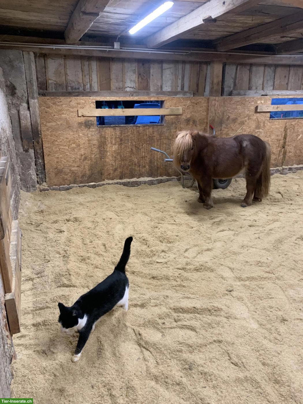 Bild 3: Selbstversorgerstall in Honau LU hat einen Platz für älteres Pferd