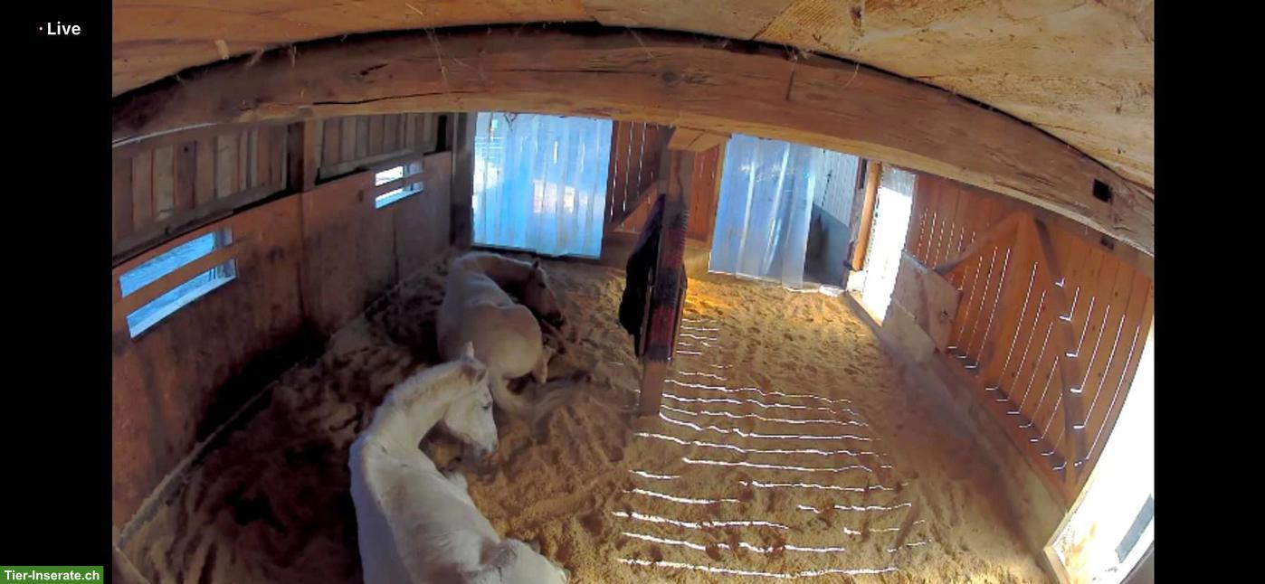 Bild 4: Selbstversorgerstall in Honau LU hat einen Platz für älteres Pferd