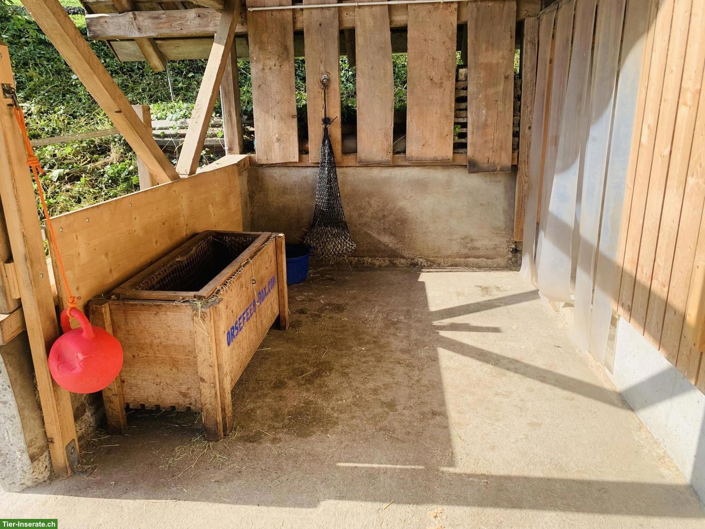 Bild 5: Selbstversorgerstall in Honau LU hat einen Platz für älteres Pferd