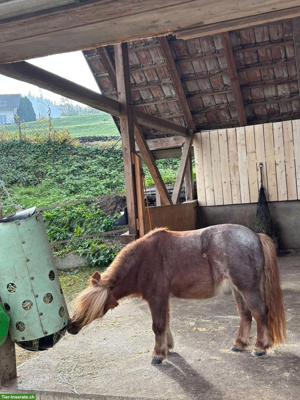 Bild 6: Selbstversorgerstall in Honau LU hat einen Platz für älteres Pferd