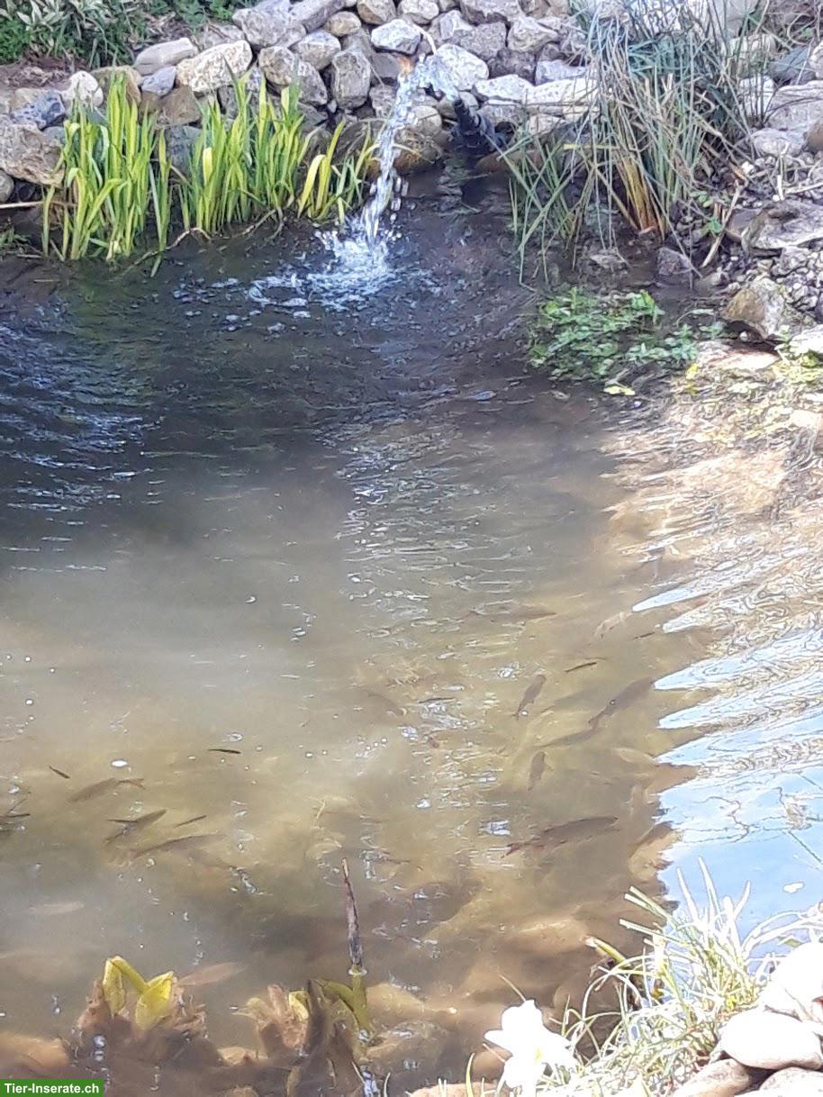 Rotfedern in Schwärmen und verschiedenen Alters