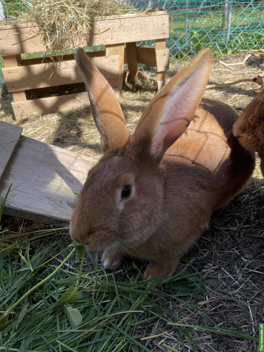 Burgunder x Thüringer Kaninchen Zibbe