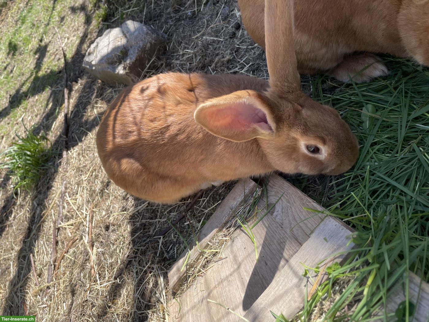 Bild 2: Burgunder x Thüringer Kaninchen Zibbe