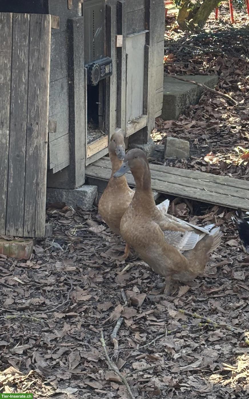 2 hübsche Enten (Pommernente x Streicherente)