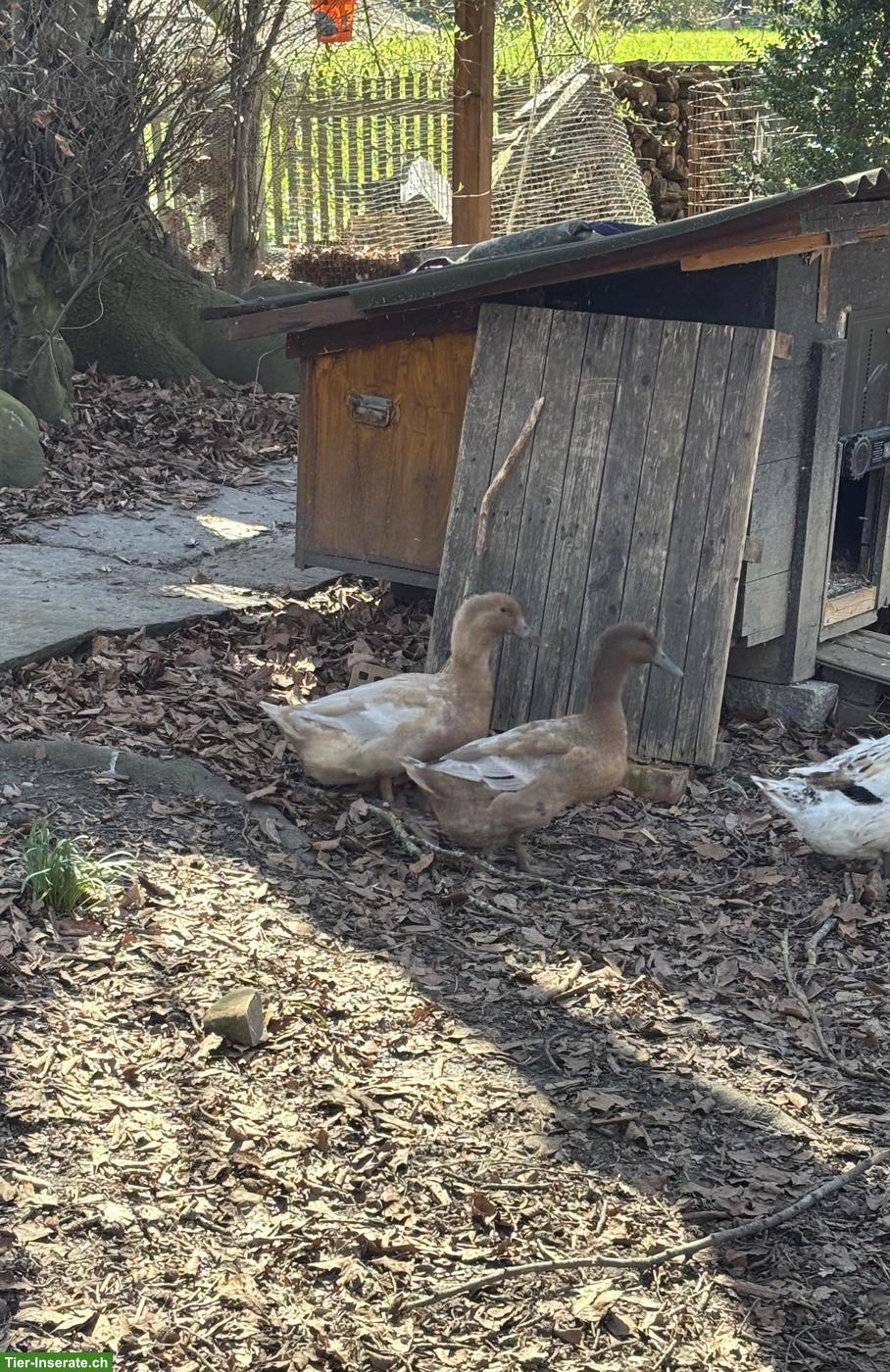 Bild 2: 2 hübsche Enten (Pommernente x Streicherente)