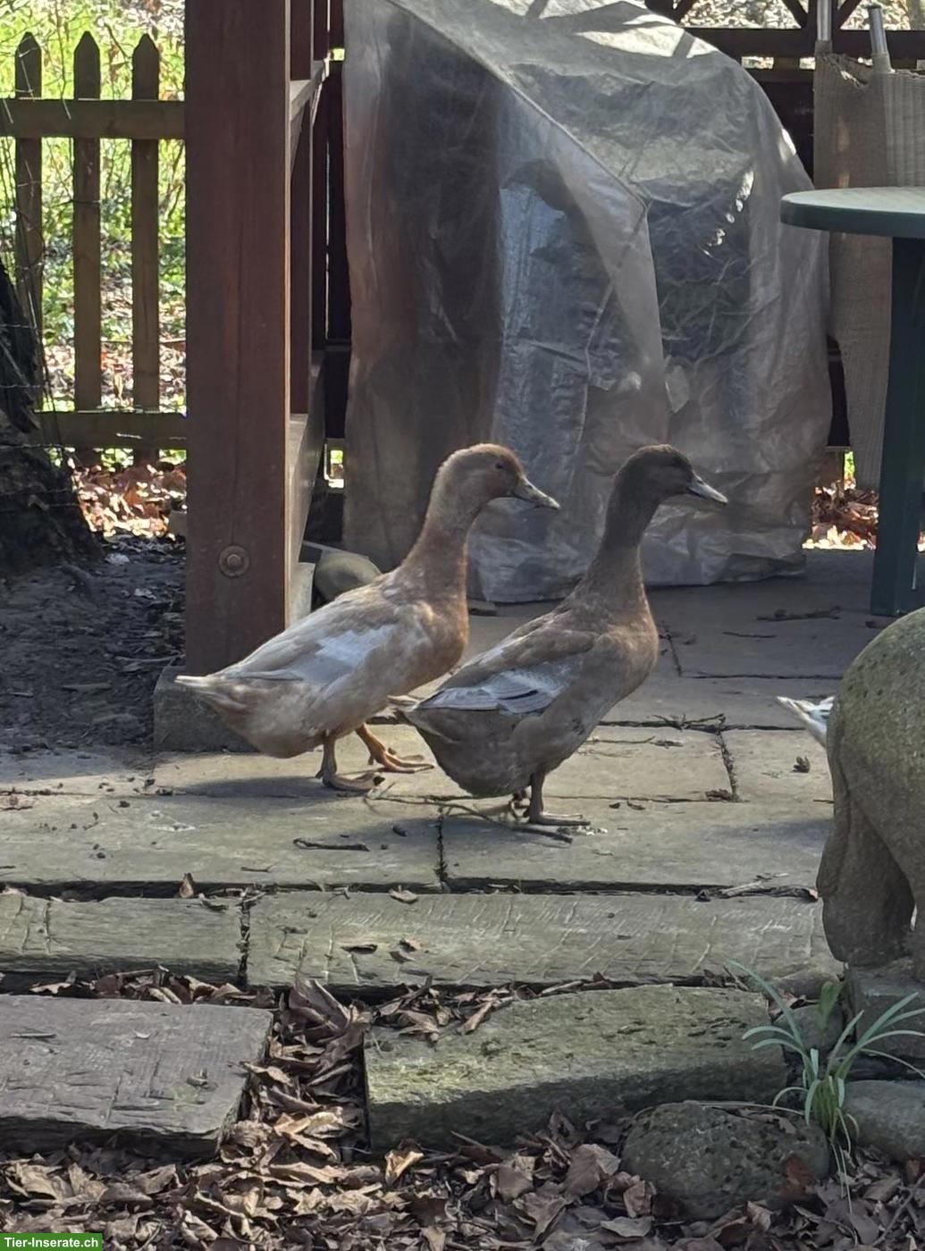 Bild 3: 2 hübsche Enten (Pommernente x Streicherente)