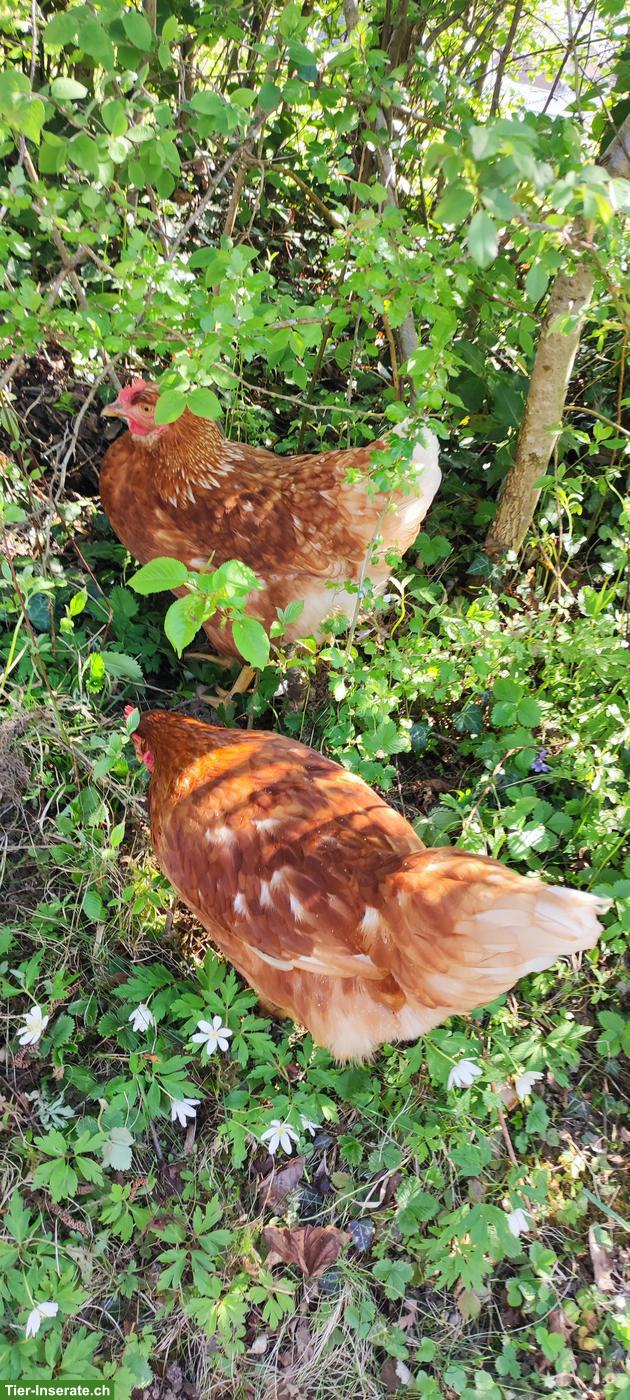 3 junge Legehennen, sehr zahm
