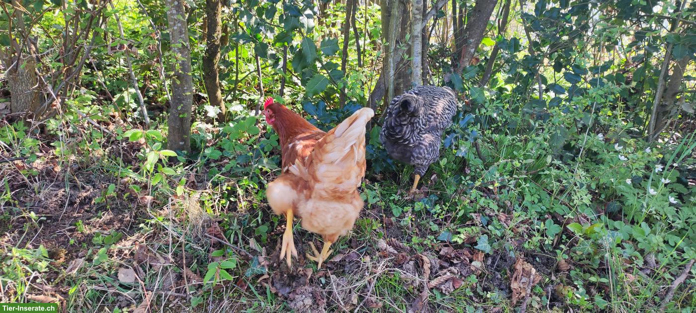 Bild 2: 3 junge Legehennen, sehr zahm