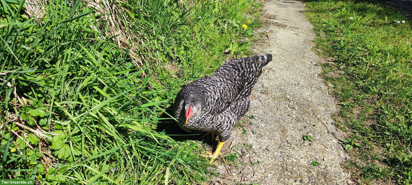 Bild 3: 3 junge Legehennen, sehr zahm