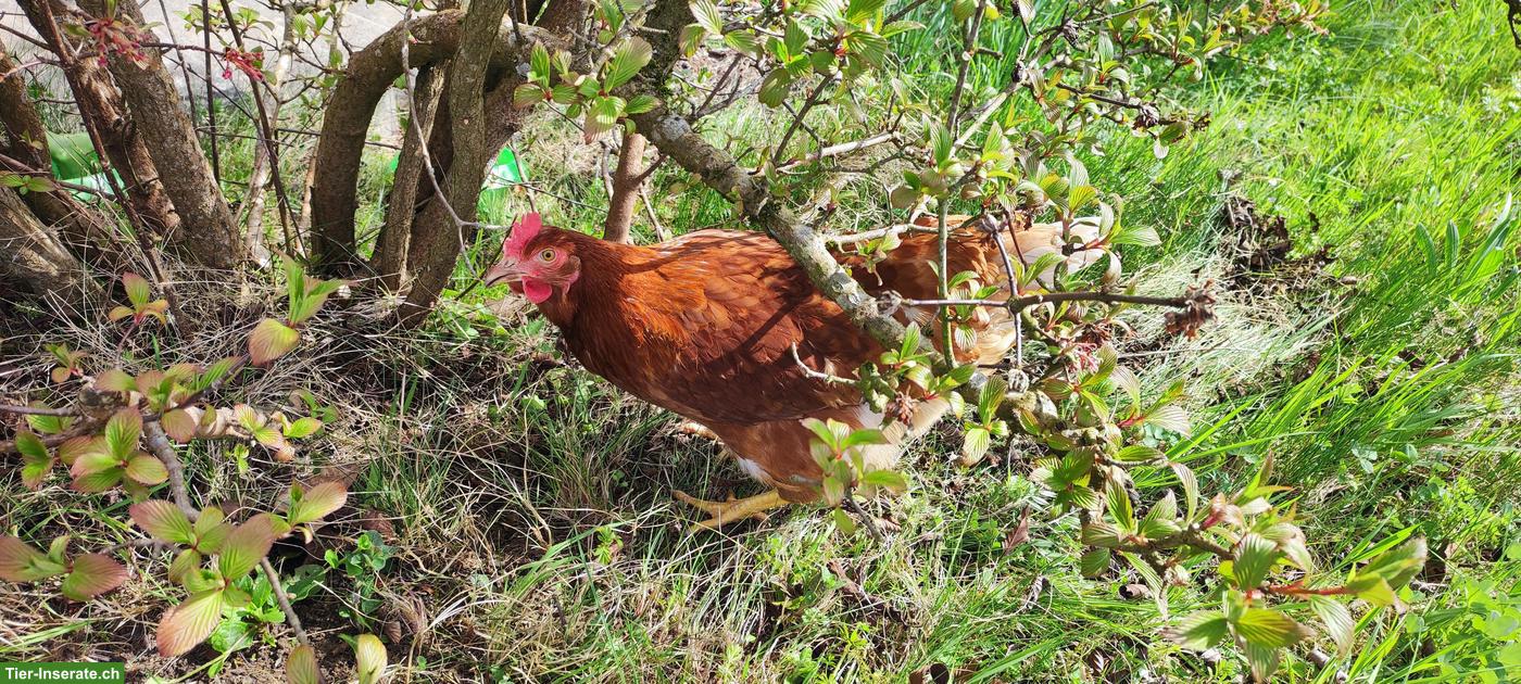 Bild 4: 3 junge Legehennen, sehr zahm