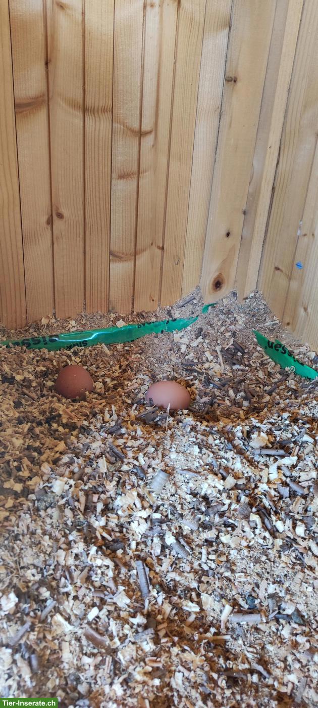 Bild 5: 3 junge Legehennen, sehr zahm