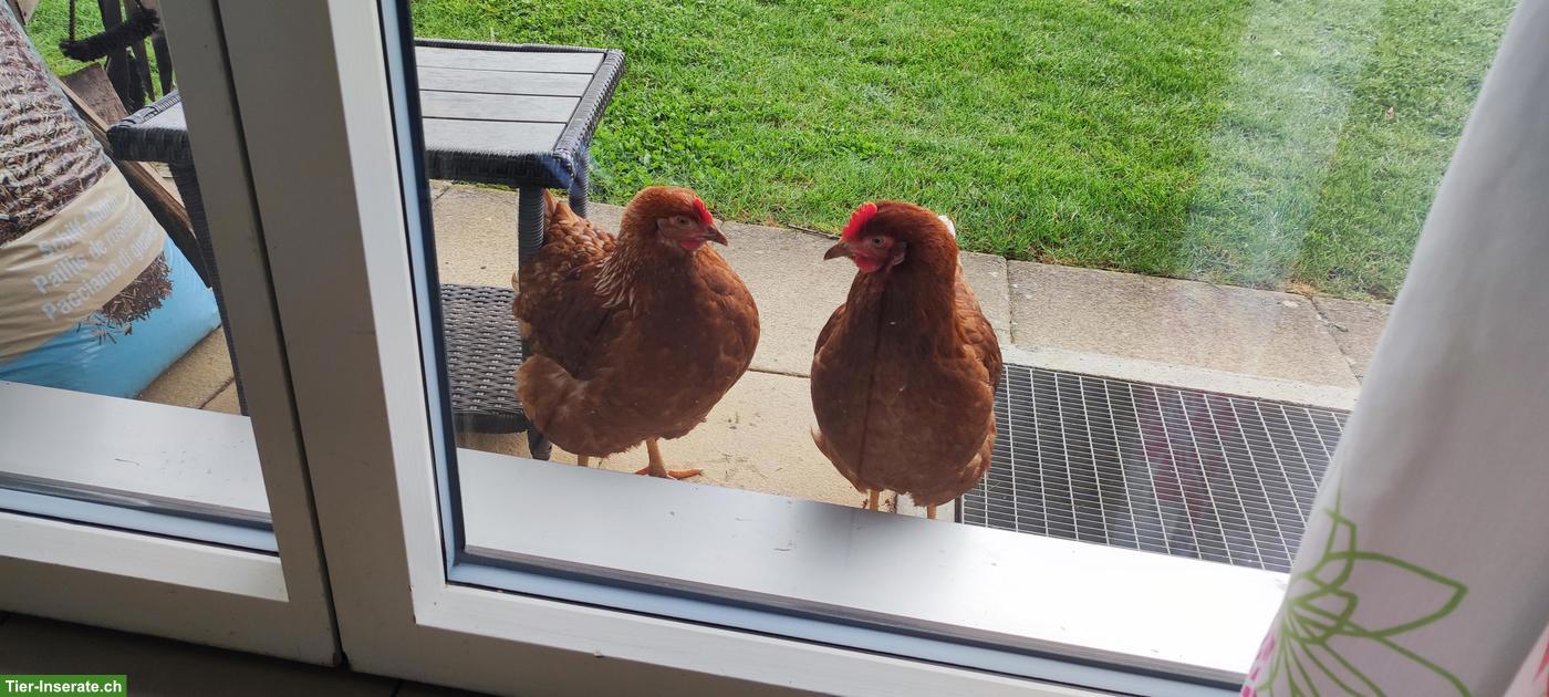 Bild 6: 3 junge Legehennen, sehr zahm