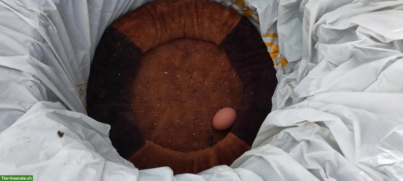 Bild 7: 3 junge Legehennen, sehr zahm