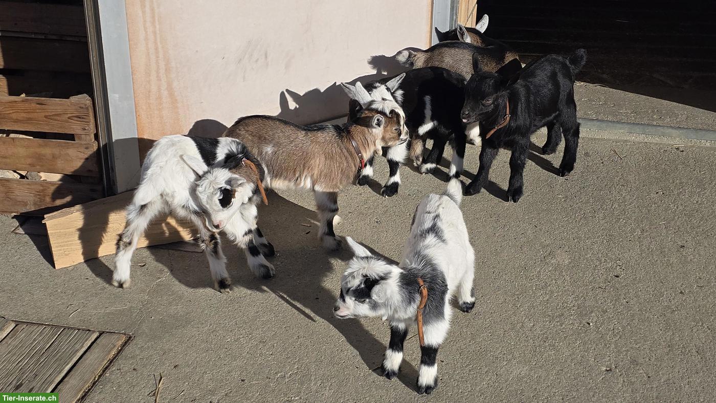 6 junge Zwergziegen zu verkaufen
