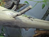 1.1 Phelsuma standingi Pärchen zu verkaufen