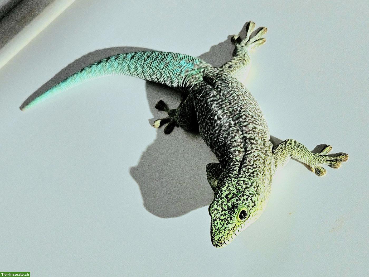 Bild 2: 1.1 Phelsuma standingi Pärchen zu verkaufen