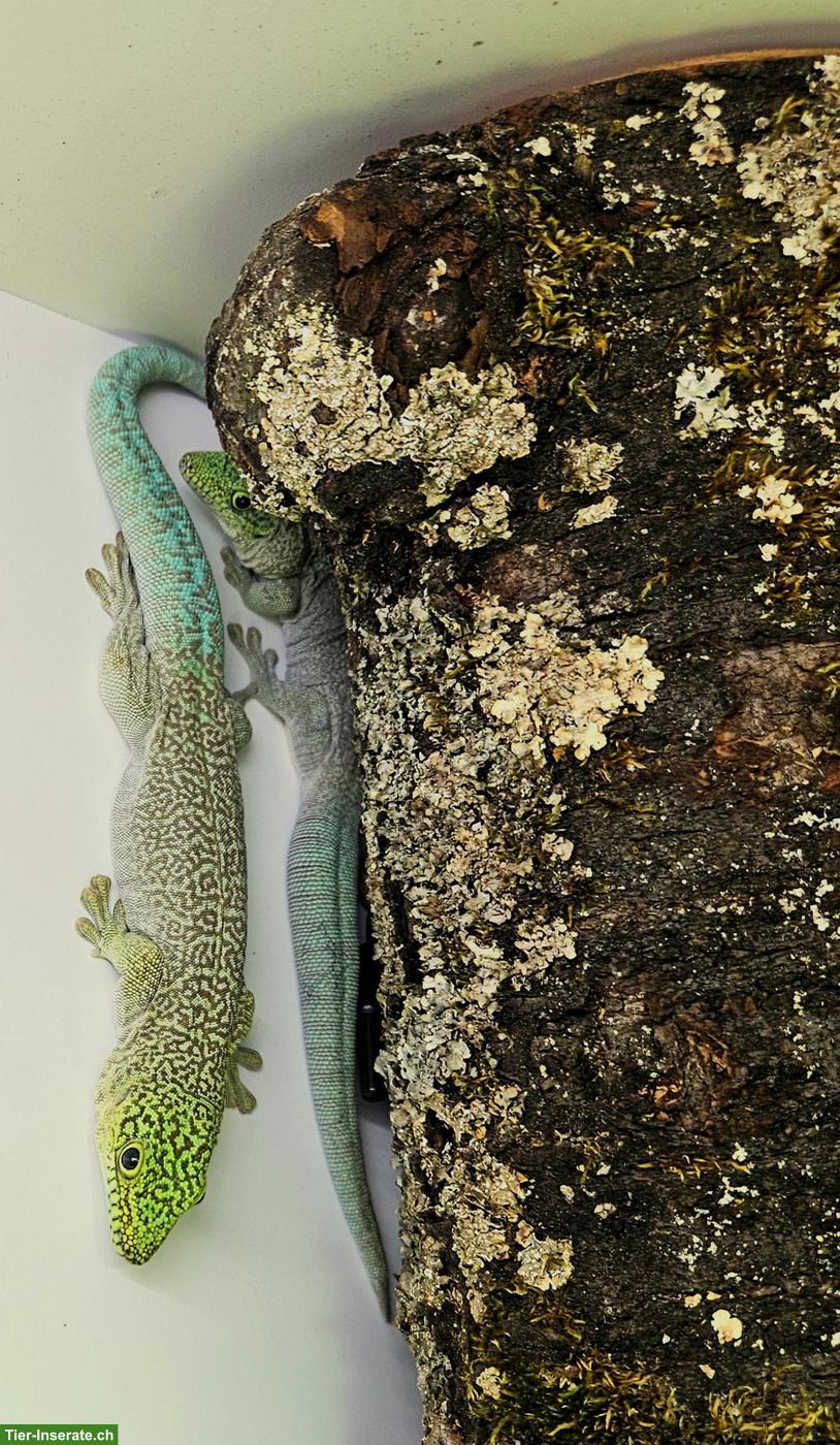 Bild 3: 1.1 Phelsuma standingi Pärchen zu verkaufen