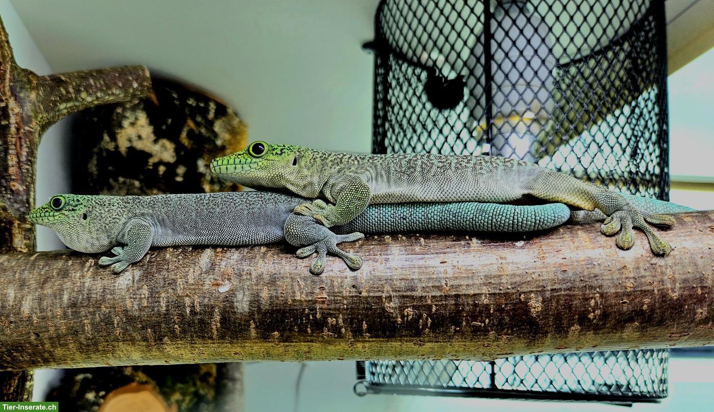 Bild 4: 1.1 Phelsuma standingi Pärchen zu verkaufen