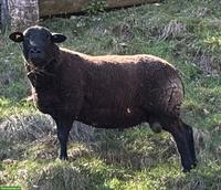 BAS x Texel Bock, 2-jährig, schwarz