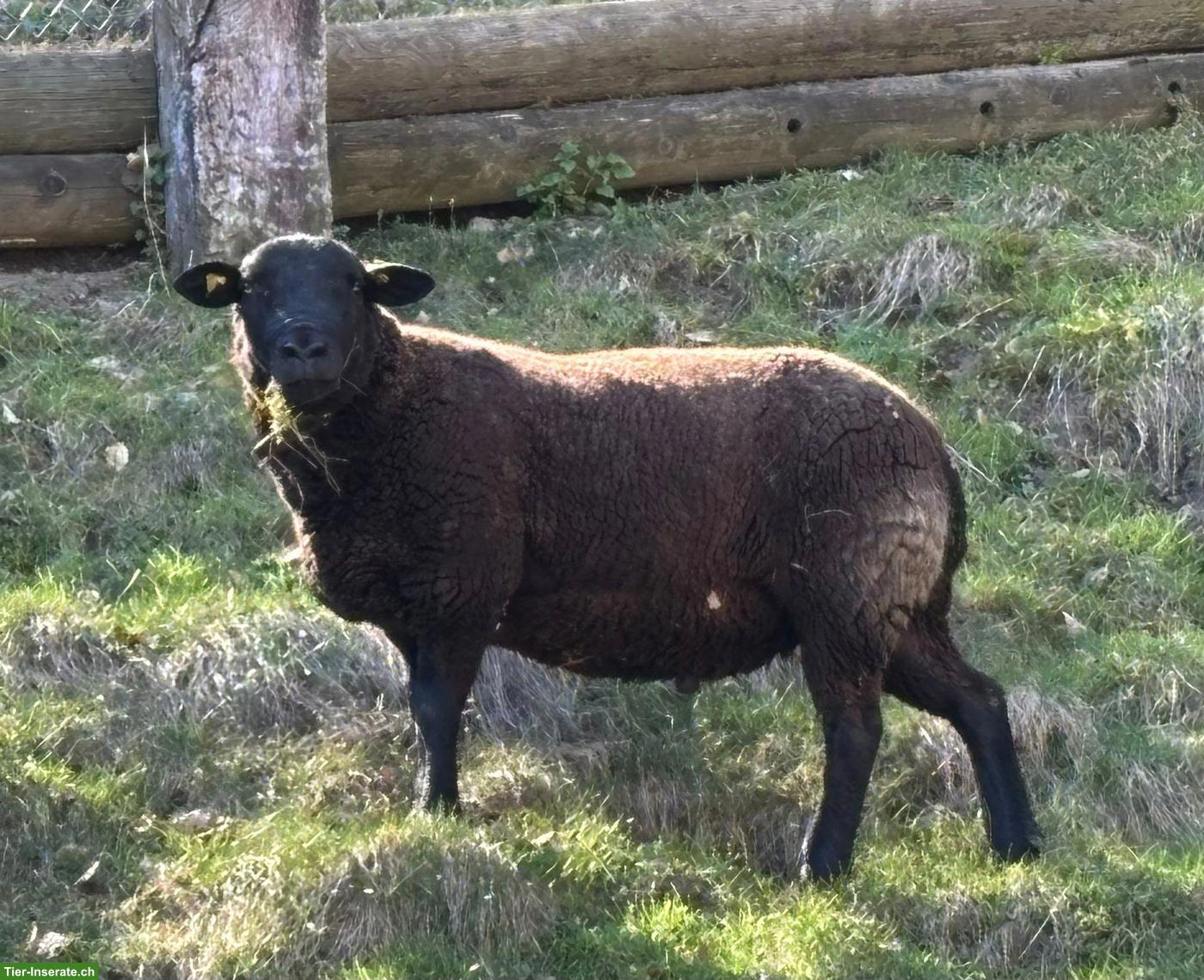 Bild 2: BAS x Texel Bock, 2-jährig, schwarz