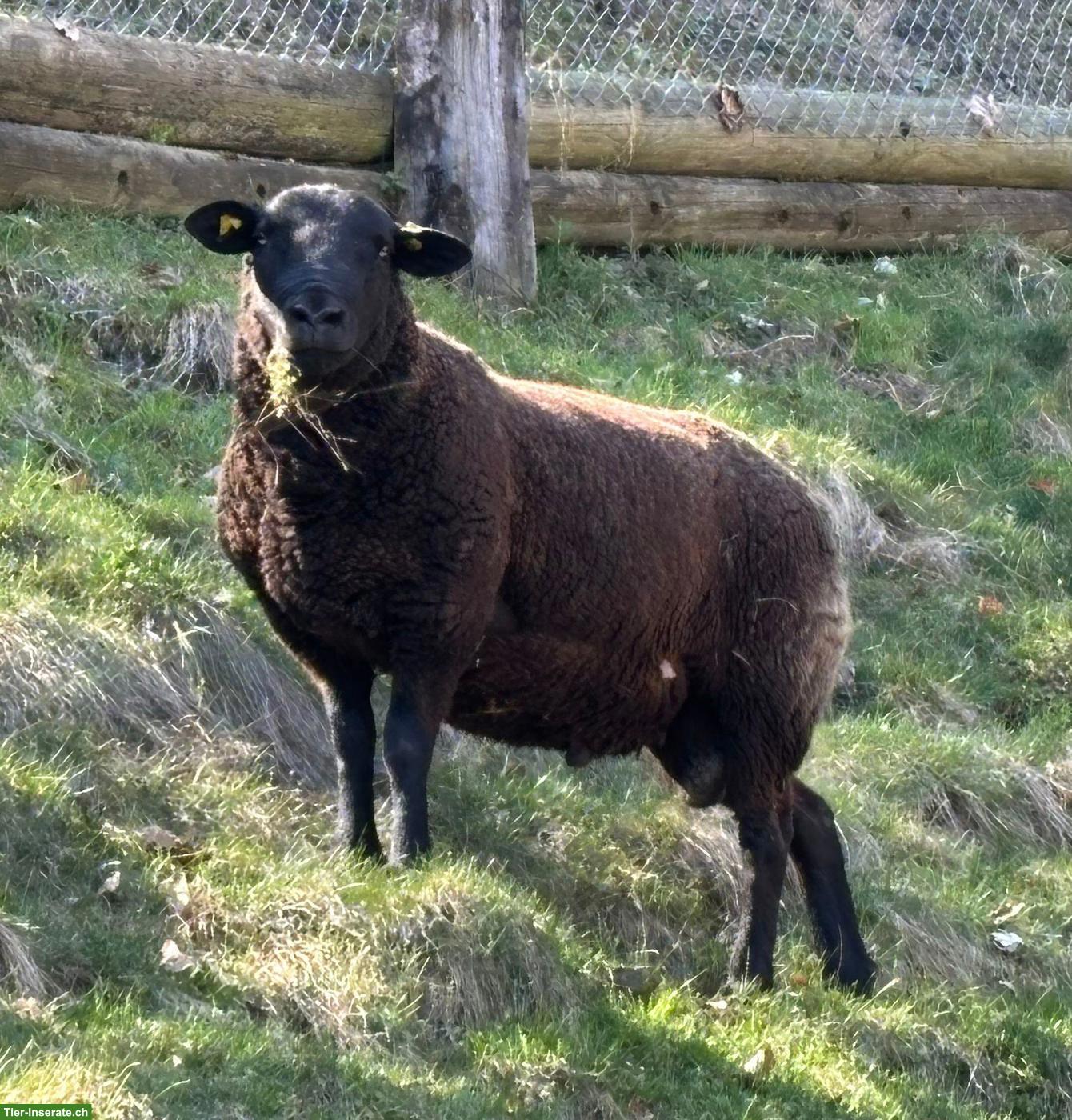 Bild 3: BAS x Texel Bock, 2-jährig, schwarz