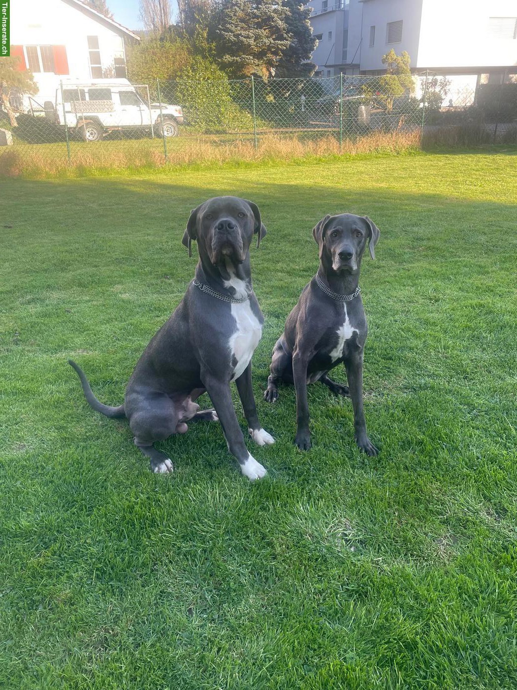 SUCHEN Einfamilienhaus zur Miete (Option Kauf), Kanton Zug & Umgebung