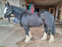 Tinker Wallach, liebes und unerschrockenes Beistellpferd