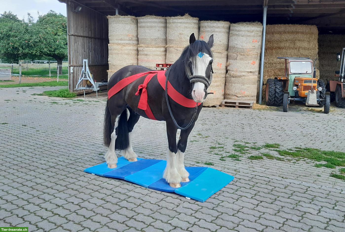 Bild 2: Tinker Wallach, liebes und unerschrockenes Beistellpferd