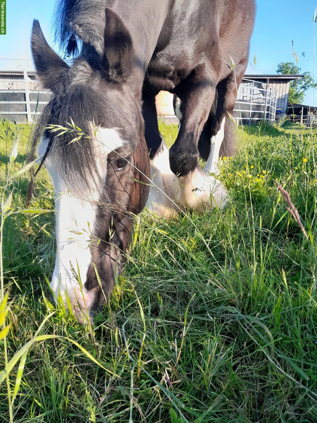 Bild 3: Tinker Wallach, liebes und unerschrockenes Beistellpferd