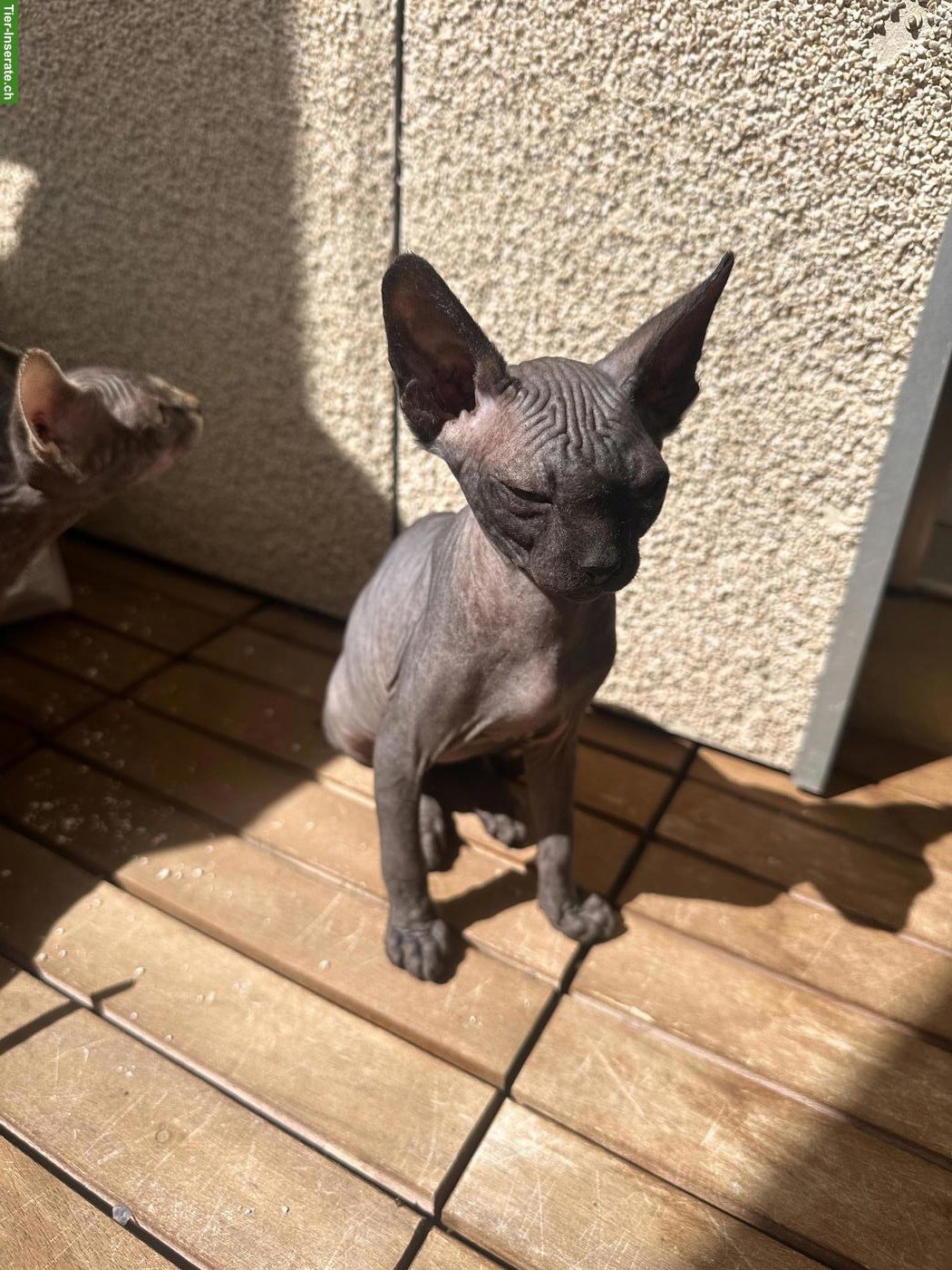 Sphynx Kätzchen, 3 Monate alt abzugeben