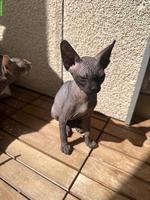Sphynx Kätzchen, 3 Monate alt abzugeben