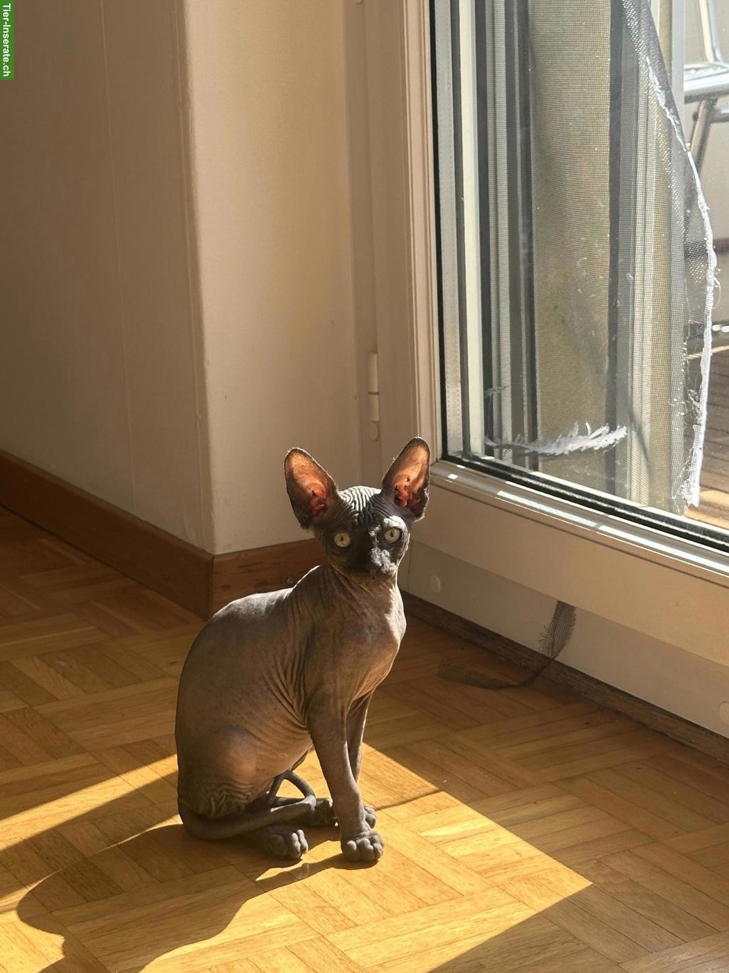 Bild 2: Sphynx Kätzchen, 3 Monate alt abzugeben