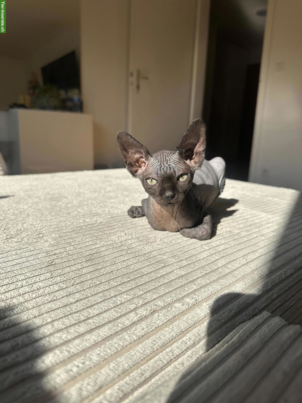 Bild 3: Sphynx Kätzchen, 3 Monate alt abzugeben