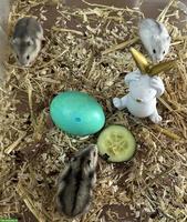 Süsse Dsungarische Zwerghamster zu verkaufen