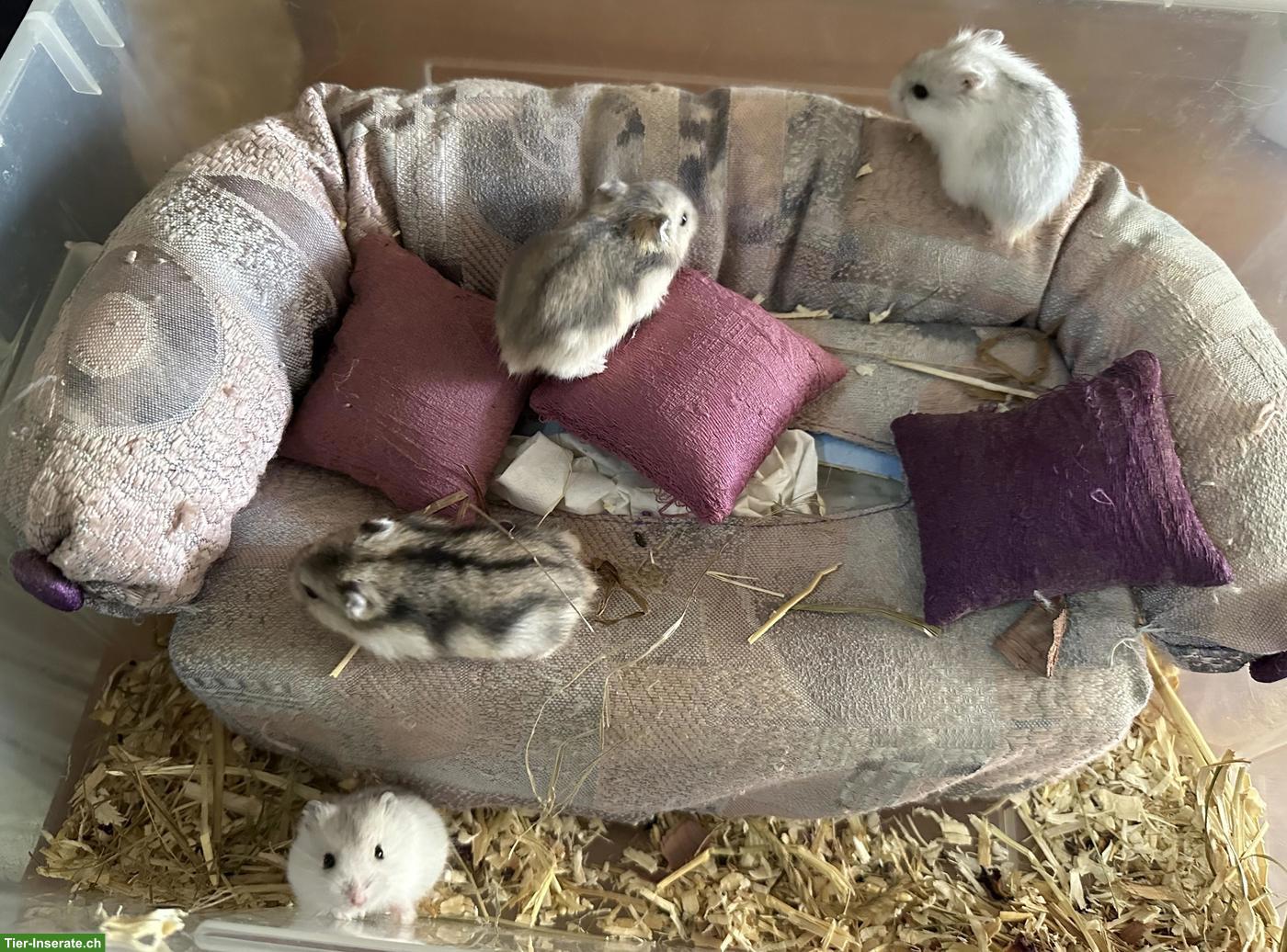 Bild 2: Süsse Dsungarische Zwerghamster zu verkaufen