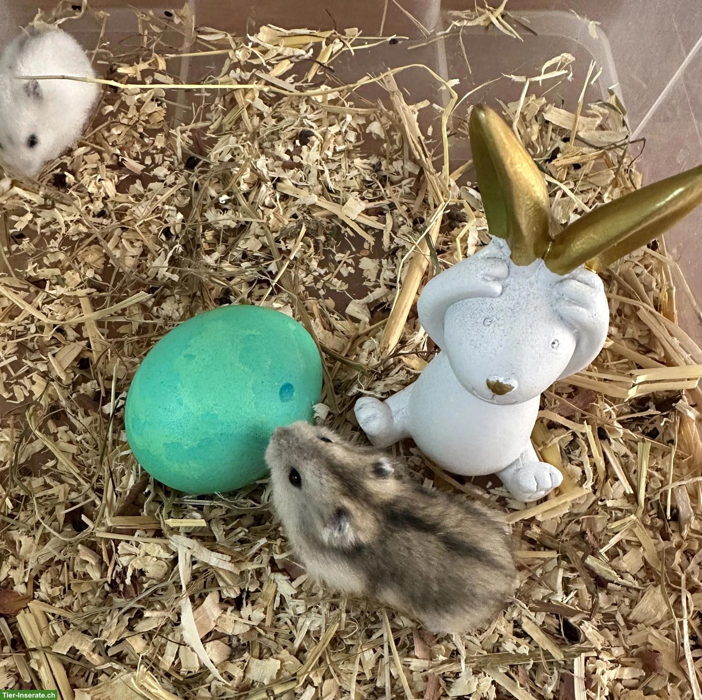 Bild 3: Süsse Dsungarische Zwerghamster zu verkaufen