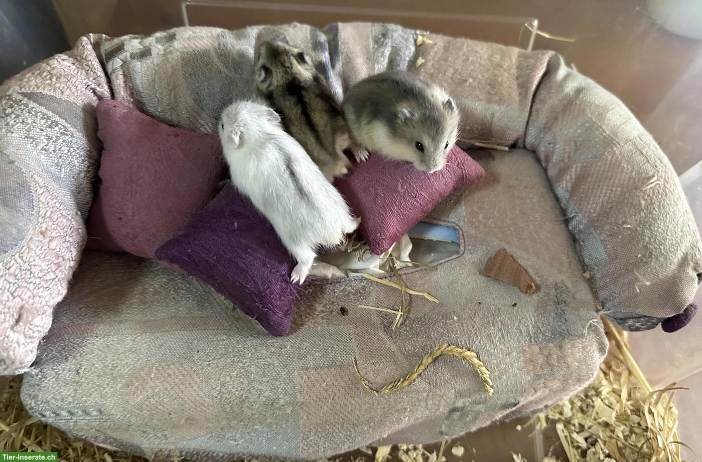 Bild 4: Süsse Dsungarische Zwerghamster zu verkaufen