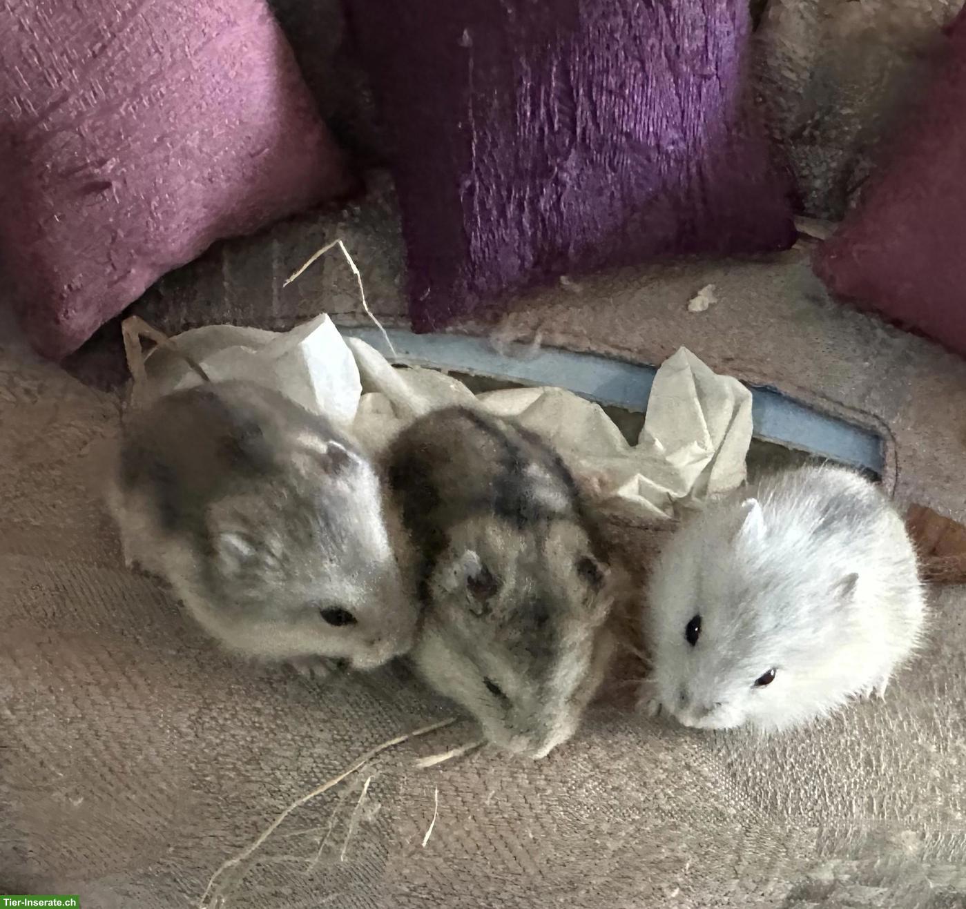 Bild 5: Süsse Dsungarische Zwerghamster zu verkaufen