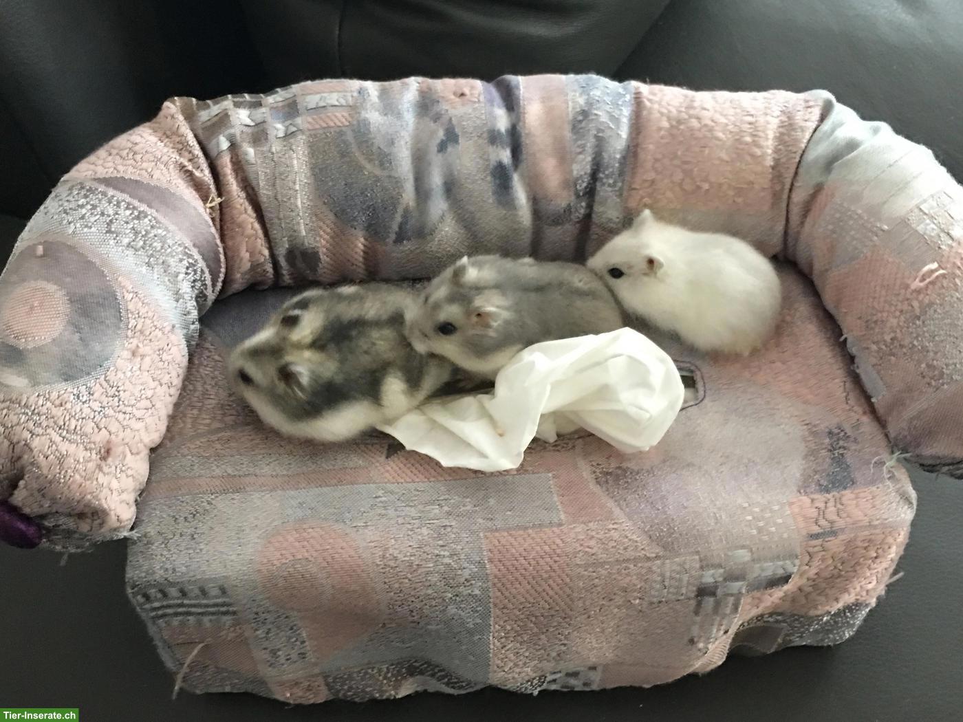 Bild 6: Süsse Dsungarische Zwerghamster zu verkaufen