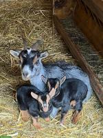 Zwergziegen Weibchen und Kastraten