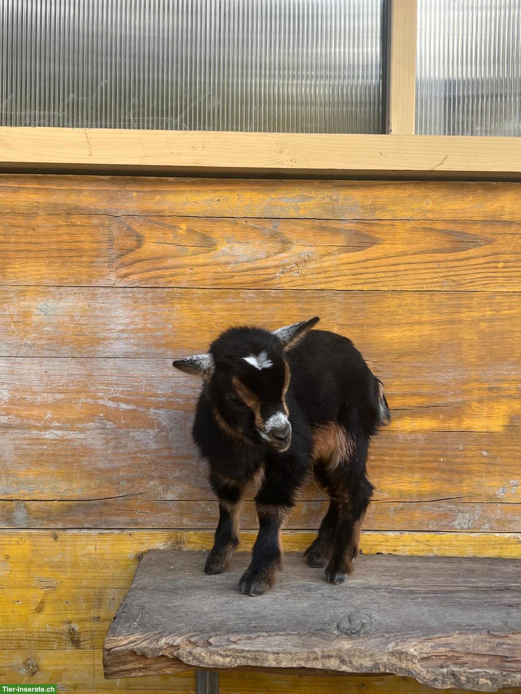 Bild 2: Zwergziegen Weibchen und Kastraten