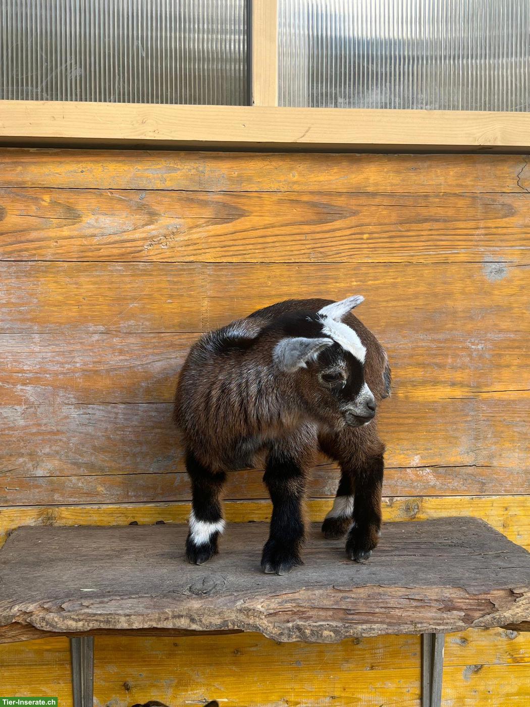 Bild 3: Zwergziegen Weibchen und Kastraten