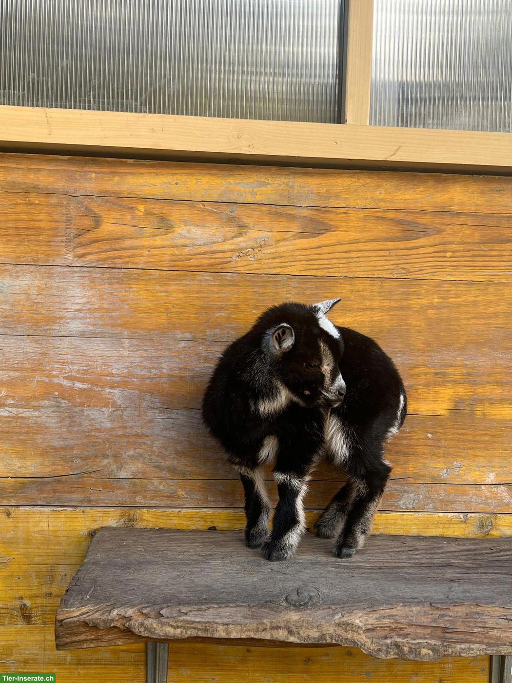 Bild 4: Zwergziegen Weibchen und Kastraten