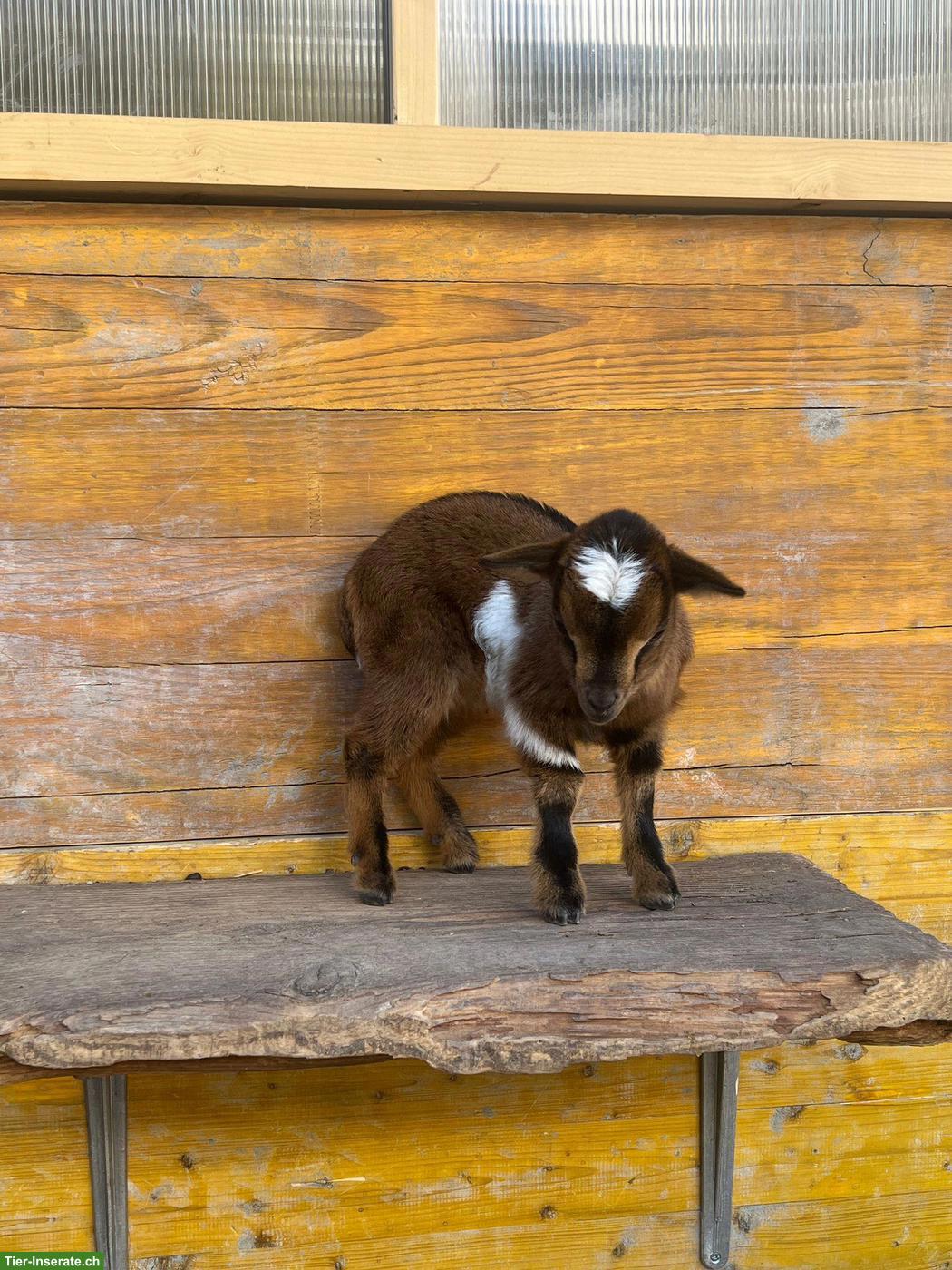 Bild 5: Zwergziegen Weibchen und Kastraten