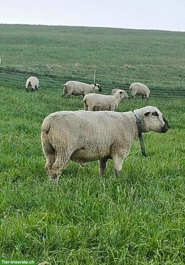 BFS Schafbock zu verkaufen