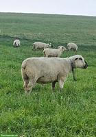 BFS Schafbock zu verkaufen