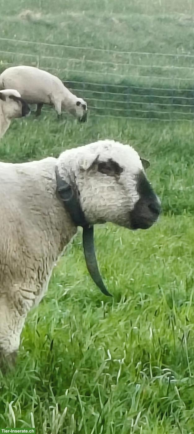 Bild 2: BFS Schafbock zu verkaufen