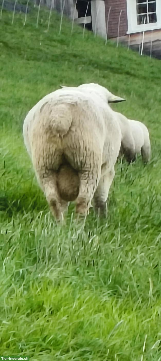 Bild 3: BFS Schafbock zu verkaufen